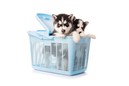 Purebred Siberian Husky puppy in a blue carry case for animalsの写真素材