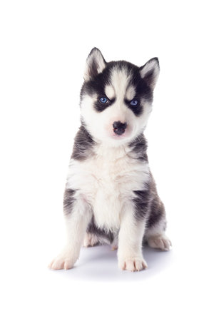 Purebred Siberian Husky puppy with blue eyes isolated on white backgroundの写真素材