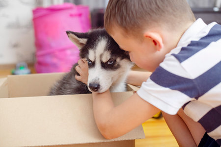 Kid gets out puppy from cardboard box at home. Child has birthday presentの写真素材