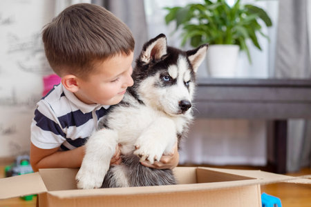 Kid gets out puppy from cardboard box at home. Child has birthday presentの写真素材