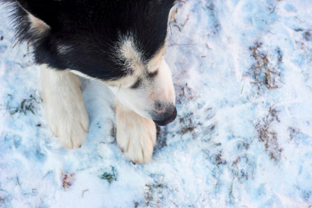 Siberian Husky dog lies on the on snow background. Siberian Husky dog blackの写真素材