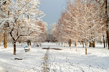 Snow-covered trees in the city parkの写真素材