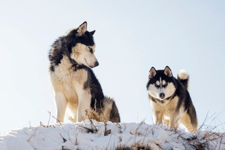Two Siberian huskys standing on a hill in the background of skyの写真素材