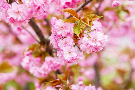 Sakura. Cherry blossoms japan. Pink spring blossom backgroundの写真素材