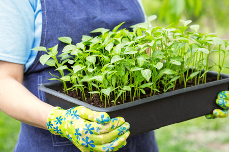 Woman gardener holding seedlings in crate ready for planting in gardenの写真素材