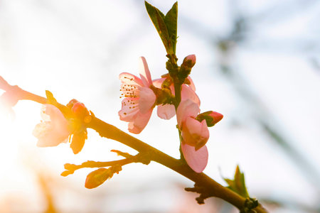 Blooming peach tree on a blurred natural background. Selective focusの写真素材
