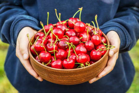 Child hands are holding fresh picked ripe cherries in a bowl. Organic fruitsの写真素材