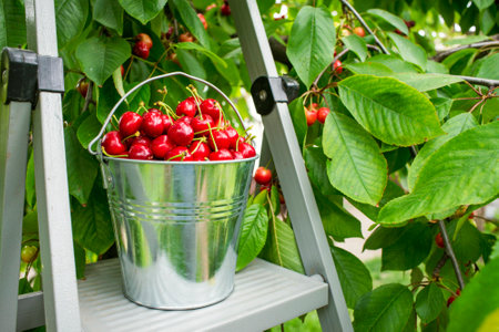 Bucket with freshly picked cherries on the top of ladder in the gardenの写真素材