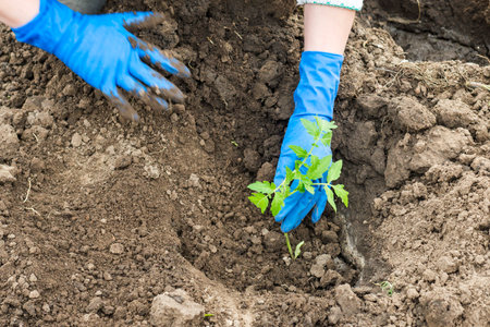 Woman planting a tomato seedling in the vegetable garden. Planting a tomatoの写真素材