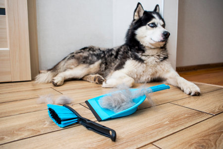 The hair after molting the dog is collected in a scoop with a brush.の写真素材