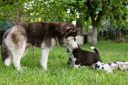 Cute little husky puppies playing with her dog mom outdoors on a meadowの写真素材