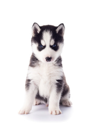 Purebred Siberian Husky puppy with blue eyes isolated on white backgroundの写真素材