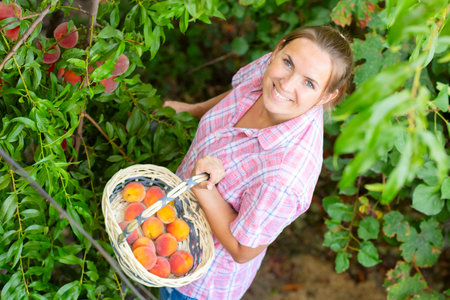 Woman farmer picks ripe peaches ripe peaches from tree into basket in the gardenの写真素材