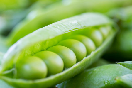 Green peas. Close up of green fresh peas and pea pods.の写真素材