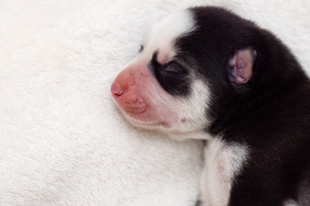Siberian Husky puppy sleeps on a white blanket on the bedの写真素材