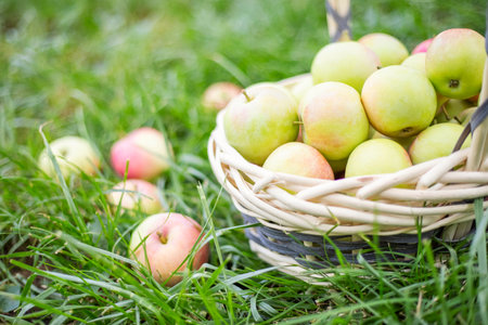 Apples in basket on green grass in the garden. Harvesting applesの写真素材