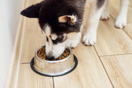 Adorable husky puppy eating from feeding bowl indoorsの写真素材