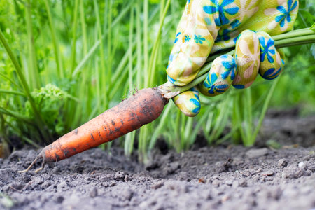 Farmer in the field picking carrots, organic vegetable garden, autumn harvestの写真素材