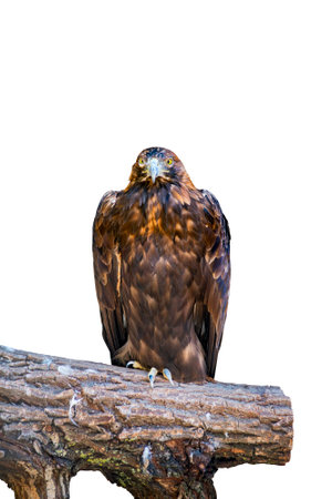An eagle perches on a tree trunk isolated on white backgroundの写真素材