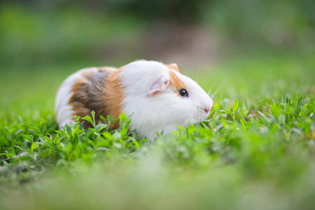 A guinea pig or cavy sitting in the green grass. Guinea pig walking on the lawnの写真素材
