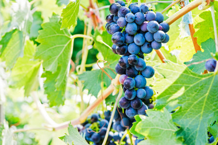 Blue grapes in a vineyard. Bunch of grapes on a vine. Grape harvestの写真素材