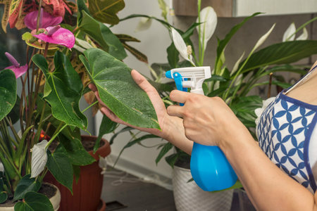 A female hand spraying water on indoor house plantの写真素材