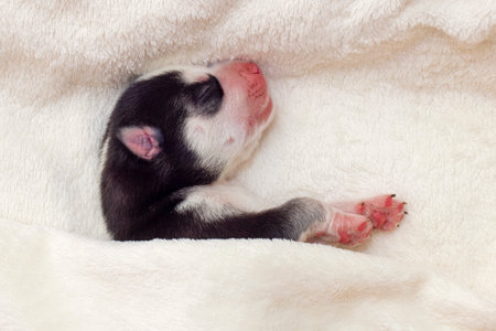 Close-up of a sleeping Siberian Husky puppy. Sleeping puppy on a white bedspreadの写真素材