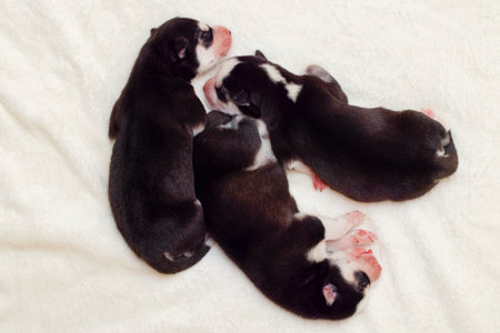 Sleeping newborn Siberian Husky puppies. Newborn sleeping puppy.の写真素材