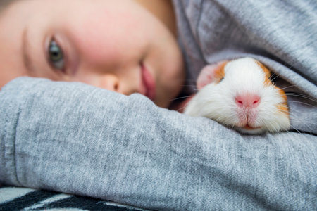 Boy holding a guinea pig. A child hugs a guinea pig. Pet care conceptの写真素材