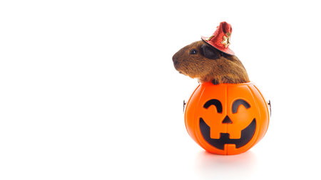 Guinea pig sitting in Halloween trick or treat bucket on white backgroundの写真素材