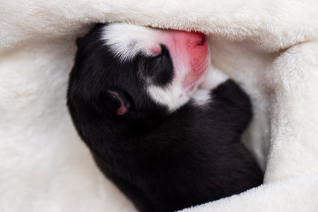 Close-up of a sleeping Siberian Husky puppy. Sleeping puppy on a white bedspreadの写真素材
