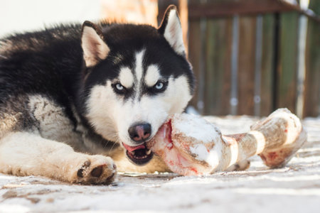 Husky dog lying on a ground outdoors and eating huge bone. Cute dog with a boneの写真素材