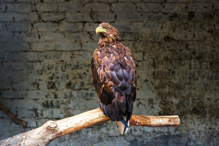 Photo of an eagle perched on a tree branch inside a big bird cage.の写真素材