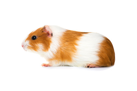 Guinea pig isolated on a white background. Domestic guinea pigの写真素材