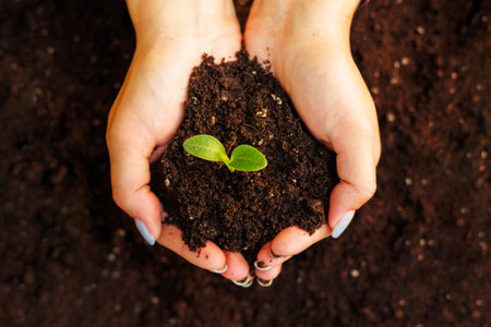 Womans hands holding young green seedling in soil, closeupの写真素材