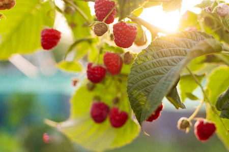 Ripe Raspberries in Sunlit Summer Gardenの写真素材