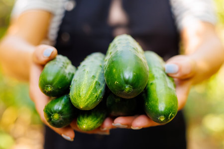 Fresh Organic Cucumbers Held in Handsの写真素材