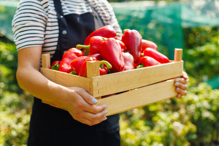Fresh Harvest of Red Bell Peppersの写真素材