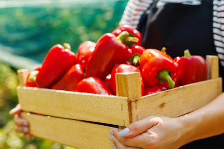 Fresh Harvest of Red Bell Peppers in Wooden Crateの写真素材
