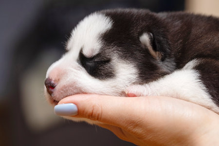 Newborn Puppy Asleep in Human Handsの写真素材