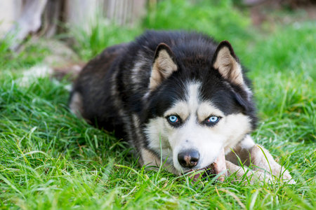 Black and white Siberian husky eats bone on meadow.の写真素材