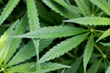 Cannabis. The concept of Indoor grow marijuana.の写真素材