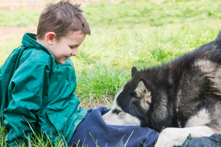 Boy playing with his dog. Happy child plays with siberian husky dogの写真素材
