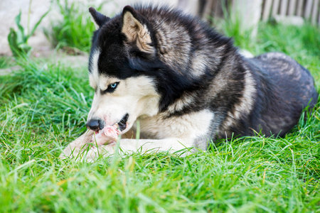 Black and white Siberian husky eats bone on meadow.の写真素材