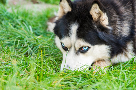 Black and white Siberian husky on meadow.の写真素材