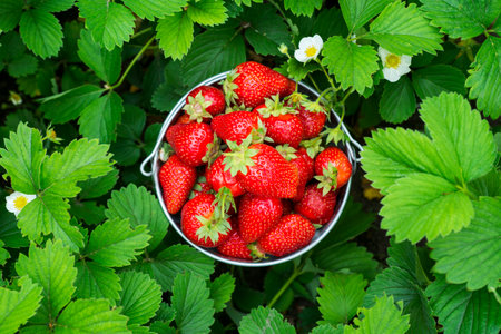 Bucket of freshly picked strawberries in summer garden. Strawberry berries in a bucket on a strawberry bedの写真素材