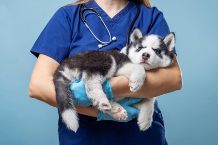 Veterinarian holding Siberian Husky puppyの写真素材