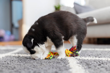 Puppy with colorful chew toy. Home comfort concept.の写真素材