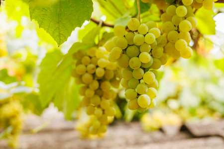 Cluster of green grapes hanging vineyard.の写真素材