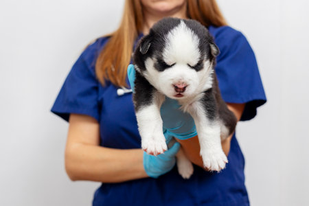 Veterinarian holding husky puppy for examinationの写真素材